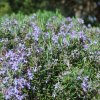 Rosmarinus officinalis